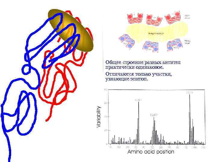 Общее строение разных антител практически одинаковое. Отличаются только участки, узнающие эпитоп. 