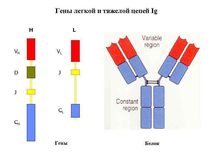 Гены легкой и тяжелой цепей Ig H L VH VL D J J СL