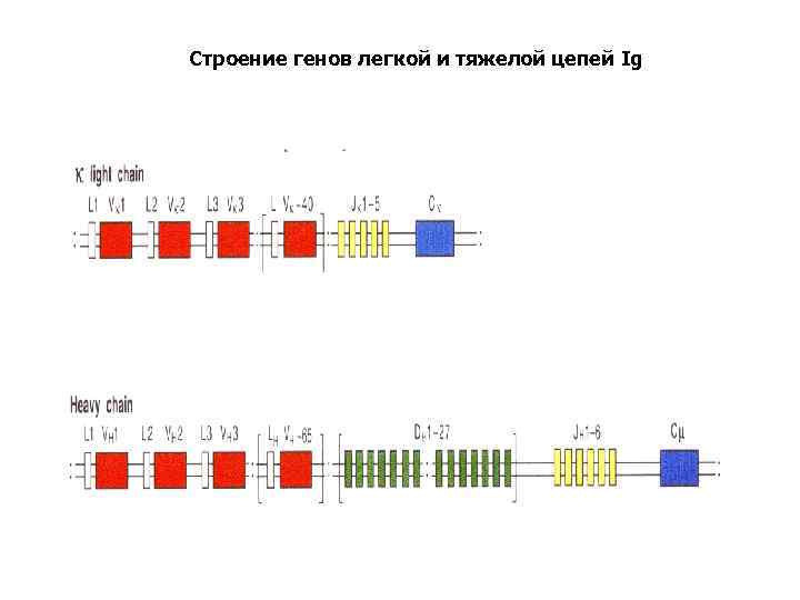 Строение генов легкой и тяжелой цепей Ig 