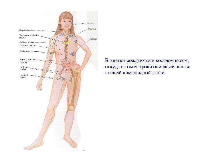 В-клетки рождаются в костном мозге, откуда с током крови они расселяются по всей лимфоидной