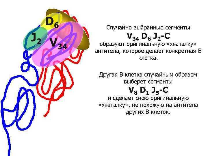 Случайно выбранные сегменты V 34 D 6 J 2 -С образуют оригинальную «хваталку» антитела,