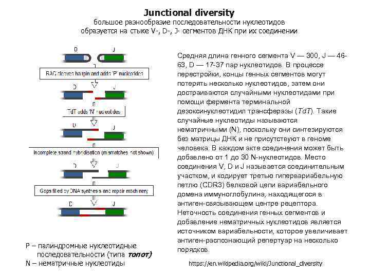 Junctional diversity большое разнообразие последовательности нуклеотидов образуется на стыке V-, D-, J- сегментов ДНК