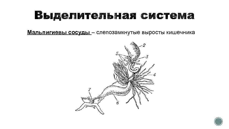 Мальпигиевы сосуды – слепозамкнутые выросты кишечника 