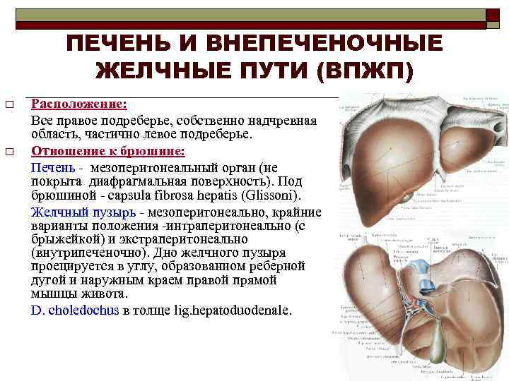 ПЕЧЕНЬ И ВНЕПЕЧЕНОЧНЫЕ ЖЕЛЧНЫЕ ПУТИ (ВПЖП) o o Расположение: Все правое подреберье, собственно надчревная