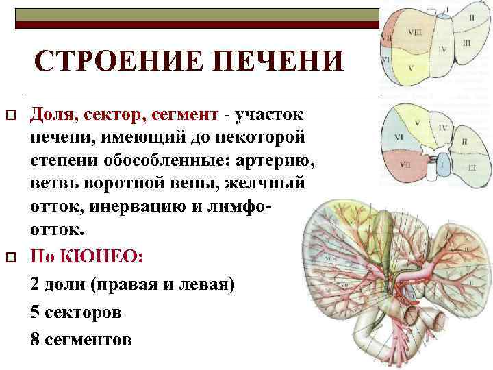 СТРОЕНИЕ ПЕЧЕНИ o o Доля, сектор, сегмент - участок печени, имеющий до некоторой степени