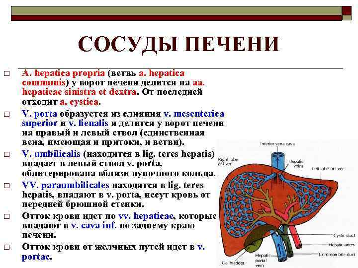 СОСУДЫ ПЕЧЕНИ o o o A. hepatica propria (ветвь a. hepatica communis) у ворот