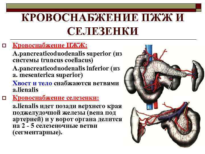 КРОВОСНАБЖЕНИЕ ПЖЖ И СЕЛЕЗЕНКИ o o Кровоснабжение ПЖЖ: A. pancreaticoduodenalis superior (из системы truncus