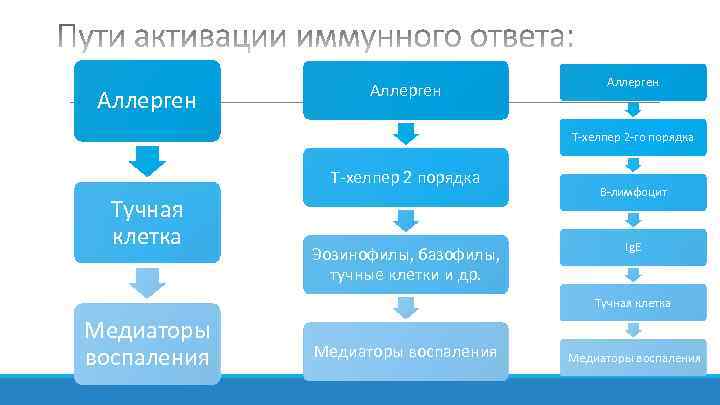 Аллерген Т-хелпер 2 -го порядка Т-хелпер 2 порядка Тучная клетка Эозинофилы, базофилы, тучные клетки