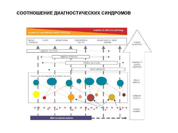 CООТНОШЕНИЕ ДИАГНОСТИЧЕСКИХ СИНДРОМОВ 