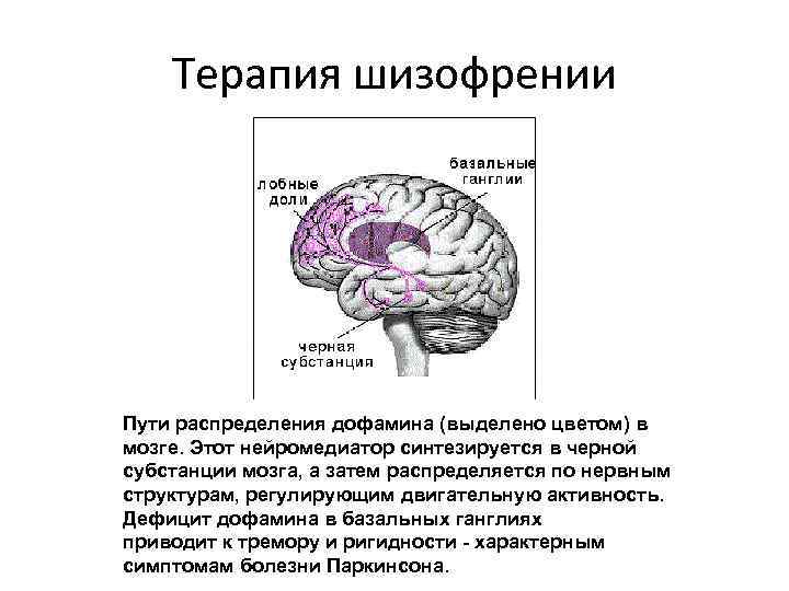 Терапия шизофрении Пути распределения дофамина (выделено цветом) в мозге. Этот нейромедиатор синтезируется в черной