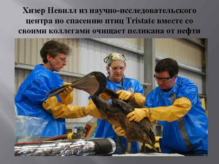 Хизер Невилл из научно-исследовательского центра по спасению птиц Tristate вместе со своими коллегами очищает