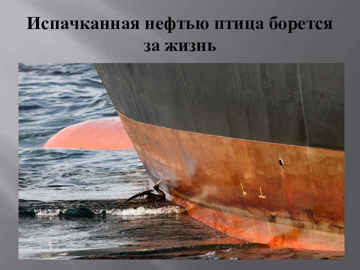 Испачканная нефтью птица борется за жизнь 