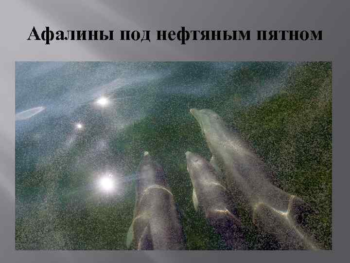 Афалины под нефтяным пятном 