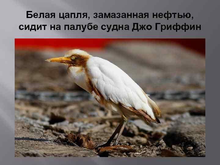 Белая цапля, замазанная нефтью, сидит на палубе судна Джо Гриффин 