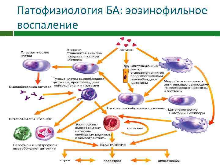 Патофизиология БА: эозинофильное воспаление 