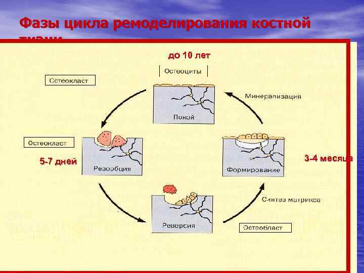 Фазы цикла ремоделирования костной ткани до 10 лет 5 -7 дней 3 -4 месяца