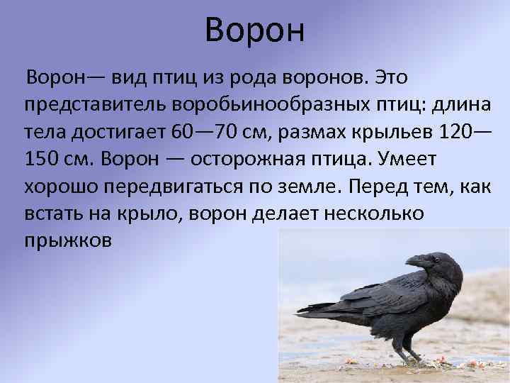 Ворон— вид птиц из рода воронов. Это представитель воробьинообразных птиц: длина тела достигает 60—