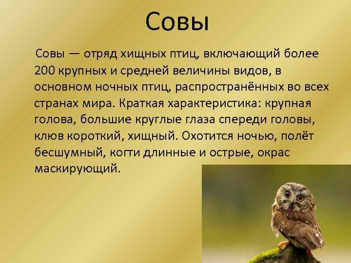 Совы — отряд хищных птиц, включающий более 200 крупных и средней величины видов, в