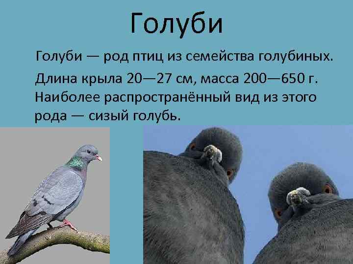 Голуби — род птиц из семейства голубиных. Длина крыла 20— 27 см, масса 200—