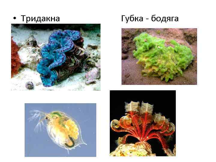  • Тридакна Губка - бодяга 