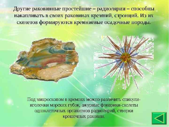 Кремний накапливают: • Стеклянные губки • Диатомовые водоросли • Радиолярии 