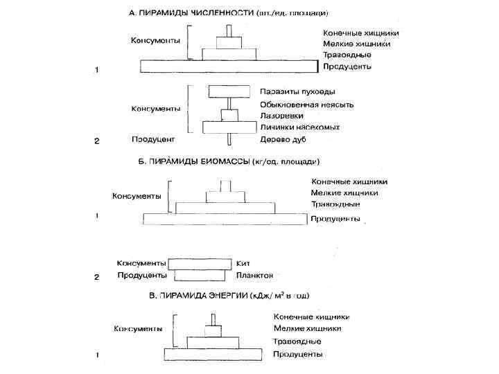 Почему пирамиды численности и биомассы