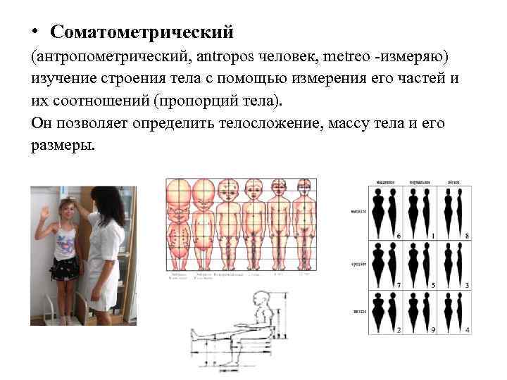  • Соматометрический (антропометрический, antropos человек, metreo измеряю) изучение строения тела с помощью измерения