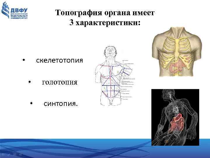 Топография органа имеет 3 характеристики: скелетотопия • • голотопия • синтопия. 