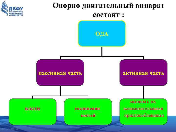 Опорно-двигательный аппарат состоит : ОДА пассивная часть кости соединения костей активная часть мышцы с