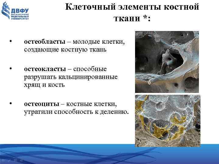 Клеточный элементы костной ткани *: • остеобласты – молодые клетки, создающие костную ткань •