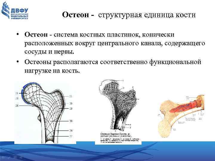 Остеон - структурная единица кости • Остеон система костных пластинок, конически расположенных вокруг центрального