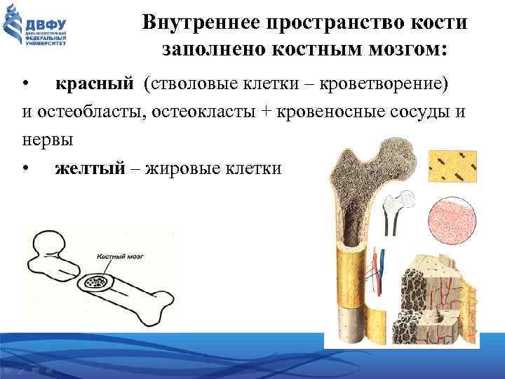 Внутреннее пространство кости заполнено костным мозгом: • красный (стволовые клетки – кроветворение) и остеобласты,