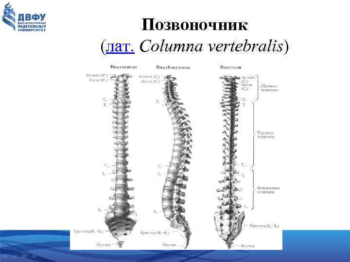 Позвоночник (лат. Columna vertebralis) 