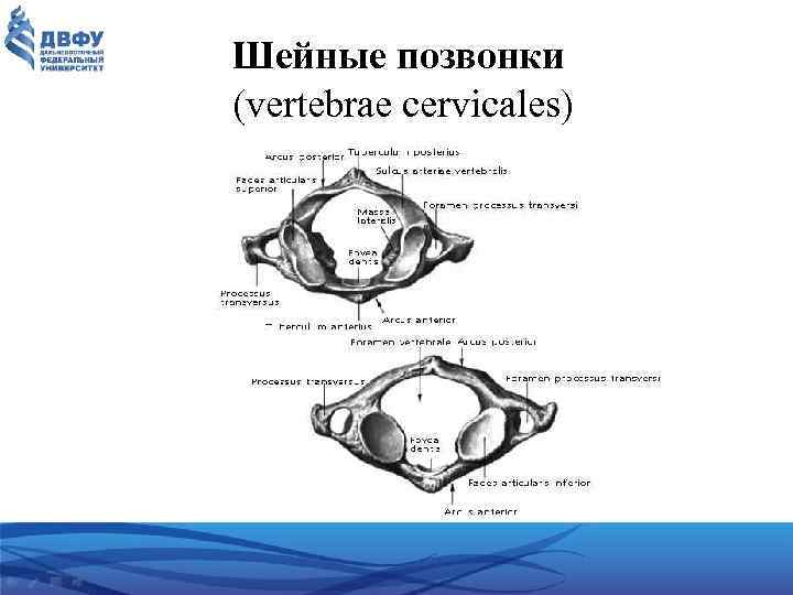 Шейные позвонки (vertebrae cervicales) 