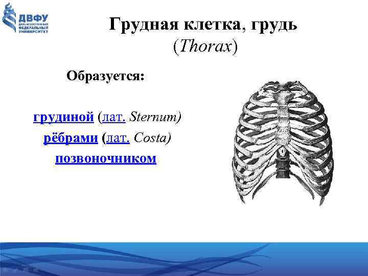 Грудная клетка, грудь (Thorax) Образуется: грудиной (лат. Sternum) рёбрами (лат. Costa) позвоночником 