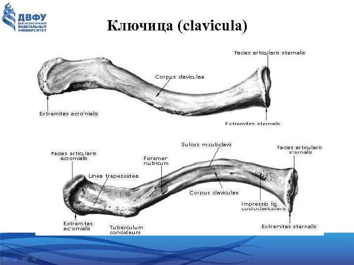 Ключица (clavicula) 