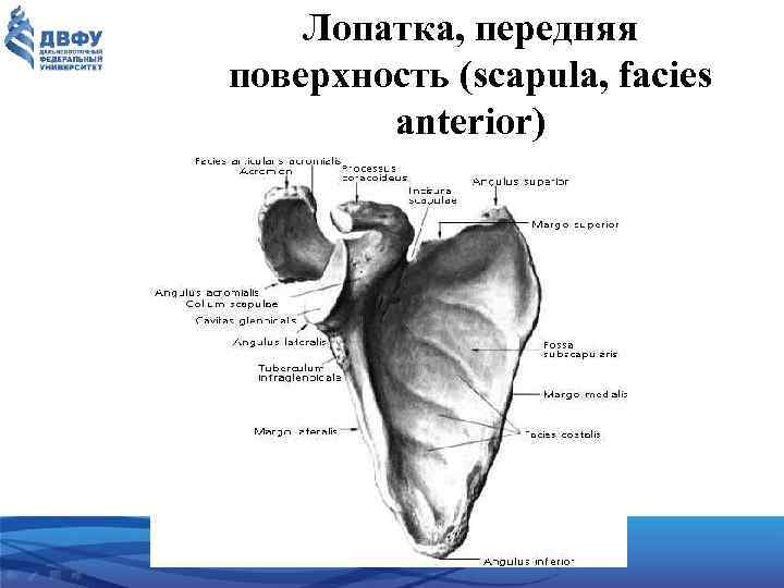 Лопатка, передняя поверхность (scapula, facies anterior) 