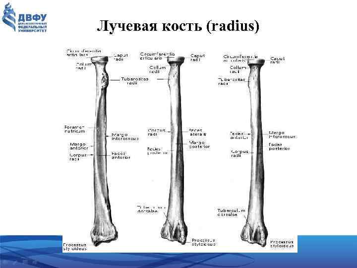 Лучевая кость (radius) 