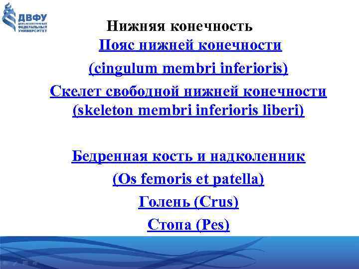 Нижняя конечность Пояс нижней конечности (cingulum membri inferioris) Скелет свободной нижней конечности (skeleton membri