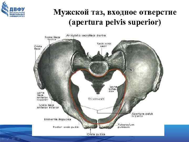 Мужской таз, входное отверстие (apertura pelvis superior) 