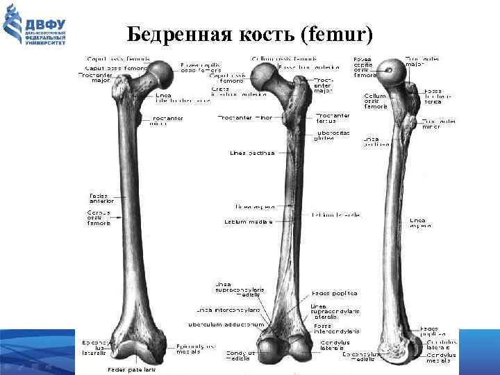 Бедренная кость (femur) 