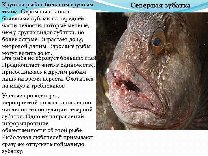 Крупная рыба с большим грузным телом. Огромная голова с большими зубами на передней части