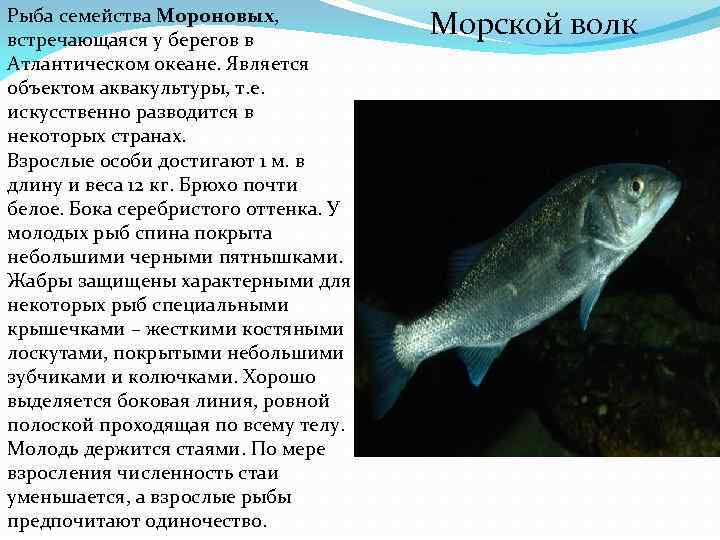 Рыба семейства Мороновых, встречающаяся у берегов в Атлантическом океане. Является объектом аквакультуры, т. е.