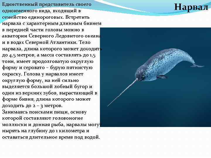 Единственный представитель своего одноименного вида, входящий в семейство единороговых. Встретить нарвала с характерным длинным