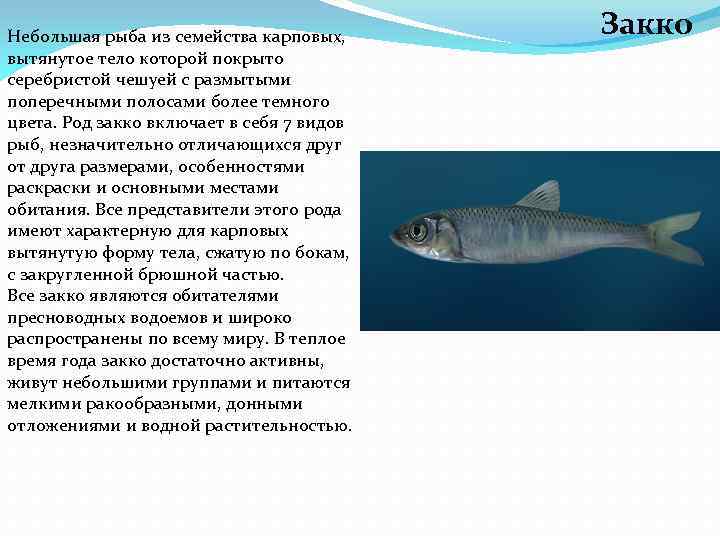 Небольшая рыба из семейства карповых, вытянутое тело которой покрыто серебристой чешуей с размытыми поперечными