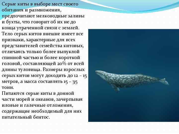 Серые киты в выборе мест своего обитания и размножения, предпочитают мелководные заливы и бухты,