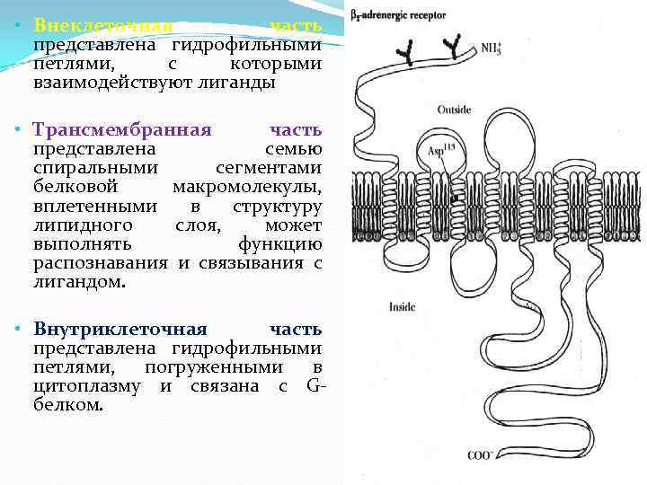  • Внеклеточная часть представлена гидрофильными петлями, с которыми взаимодействуют лиганды • Трансмембранная часть