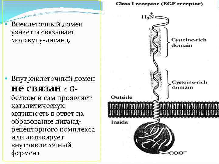  • Внеклеточный домен узнает и связывает молекулу-лиганд. • Внутриклеточный домен не связан с