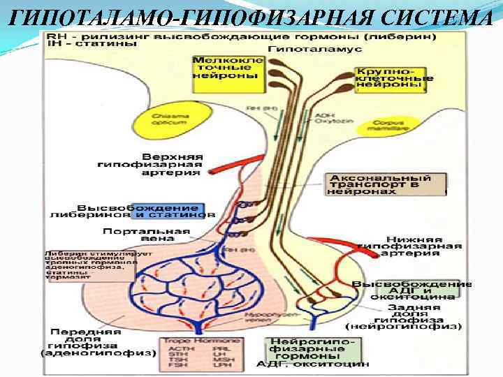 Гипоталамо гипофизарная система презентация