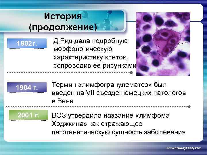 История (продолжение) 1902 г. Д. Рид дала подробную морфологическую характеристику клеток, сопроводив ее рисунками